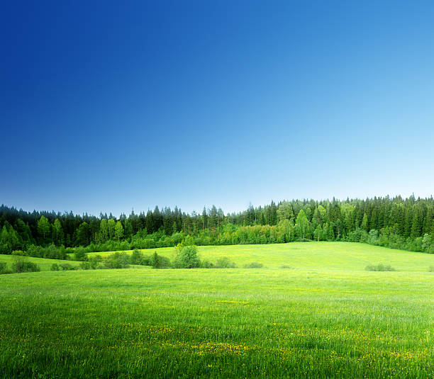 istock field of grass and perfect sky 454983505