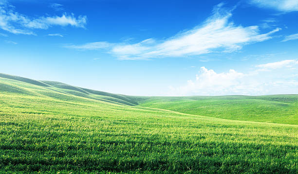 istock field of spring grass and sunny day 454983577