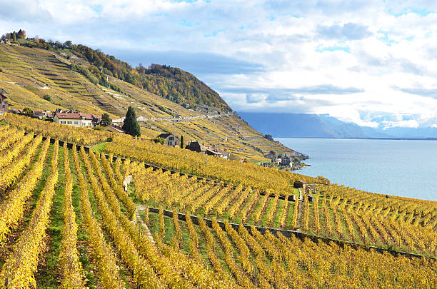 istock Vineyards. Lavaux region, Switzerland 454983743
