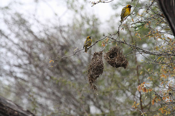 Ploceus velatus Weavers no trabalho - foto de acervo