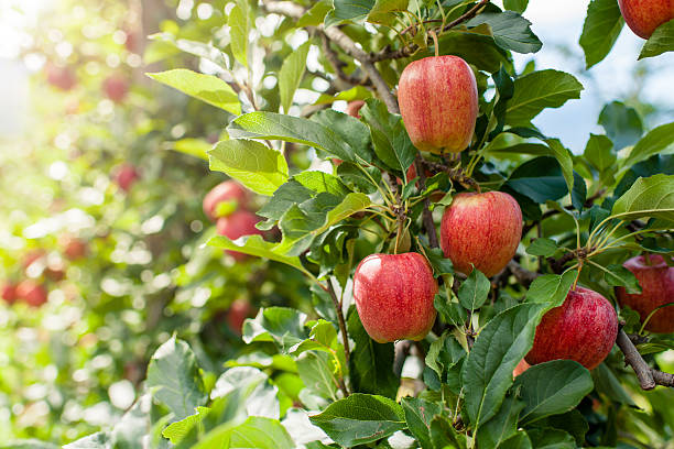 istock Autumn afternoon; Apple harvesting 454986101