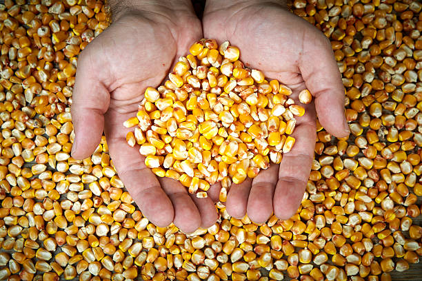 istock man's hands holding  grains of ripes dry corns 454986107