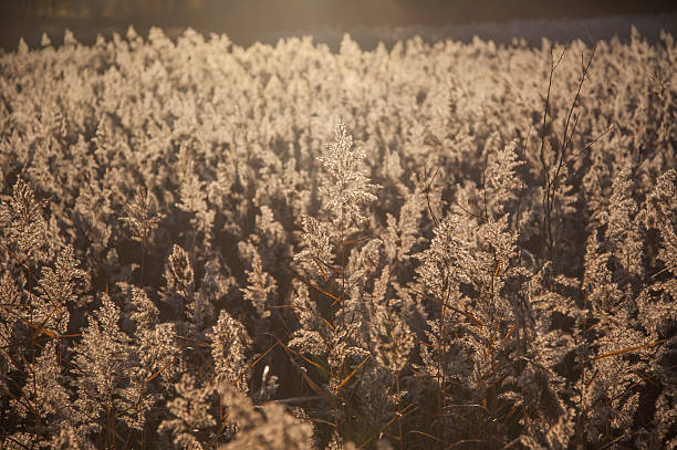 wild reed sweetgrass glyceria máximos retroiluminado sol por la noche - sweet grass fotografías e imágenes de stock