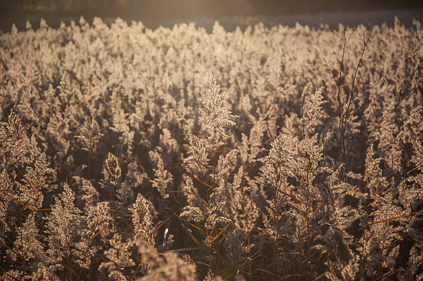wild reed all'avena glyceria massimo retroilluminato da sole di sera - sweet grass foto e immagini stock