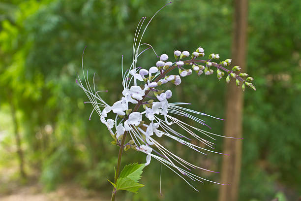 flower from Thailand flower from Thailand, Cat's whiskers flowers, Orthosiphon stamineus, in the garden orthosiphon aristatus stock pictures, royalty-free photos & images