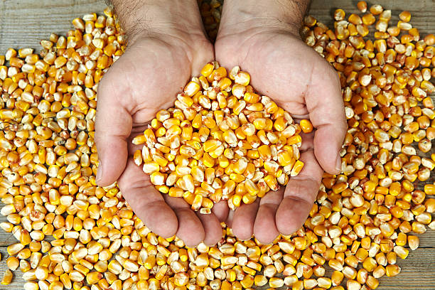 istock man's hands holding  grains of ripes dry corns 454987017