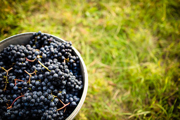 istock Freshly harvested red grapes in a pannier 454990865