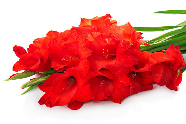 rosso gladiolo sono isolato su bianco - gladiolus single flower stem isolated foto e immagini stock