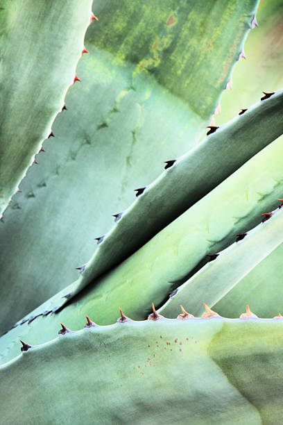 istock Agave Succulent Plant Leaves Spines 454994457