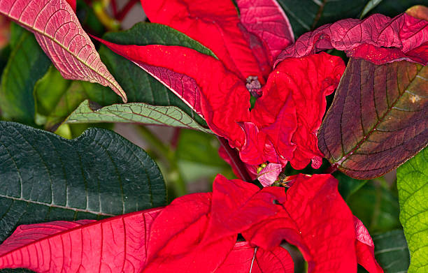 istock Poinsettia bracts HDR 454994559
