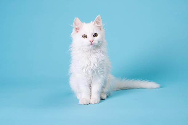 White Kitten stock photo