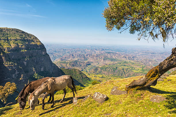 Semien Mountains, Ethiopia Two horses grassing at the edge of the green plateau. From from Semien Mountains, Ethiopia, in distance small village with huts, surrounded by green and yellow fields, in background volcanic landscape against blue sky. ethiopia city stock pictures, royalty-free photos & images