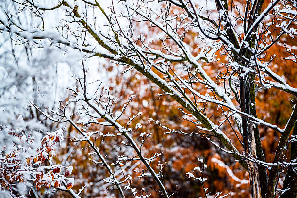 снег на деревьях в конце осени - bare tree environment nature boise стоковые фото и изображения