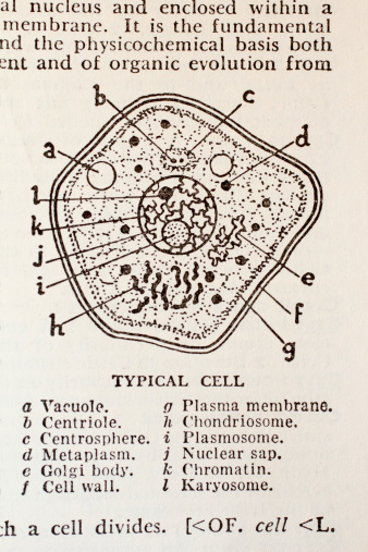 Old illustration of a typical cell from a 100+ year old dictionary showing all the different parts of a cell