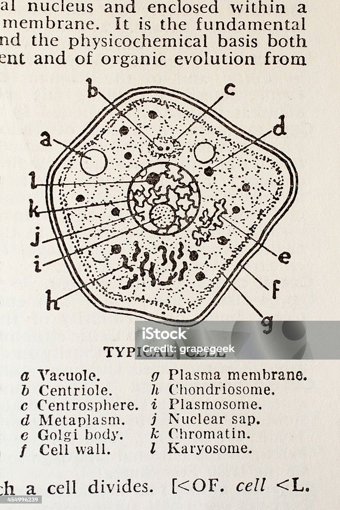 Typowe Cell z stary Słownik - Zbiór zdjęć royalty-free (Diagram)