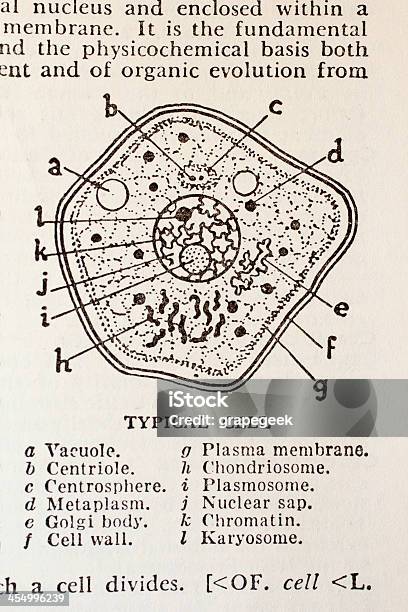 Typowe Cell Z Stary Słownik - zdjęcia stockowe i więcej obrazów Diagram - Diagram, Biologia - Nauka, Komórka roślinna