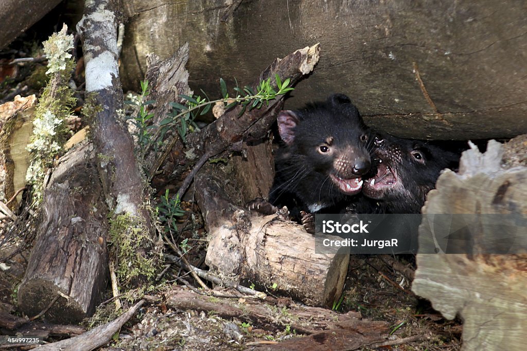 Tasmanischer Devils Fighting - Lizenzfrei Beißen Stock-Foto