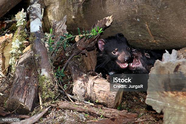 Tasmanischer Devils Fighting Stockfoto und mehr Bilder von Beißen - Beißen, Tasmanischer Beutelteufel, Aggression