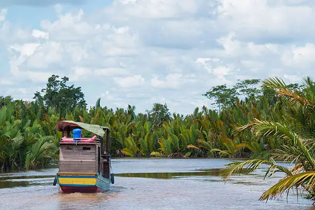 Klotok (traditional river boat) on Sekonyer River in Borneo, Central Kalimantan, Indonesia. On the shore of the river there are Nipa palms growing.