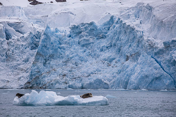 istock glacier scenery in Arctic Svalbard with seals 454997511