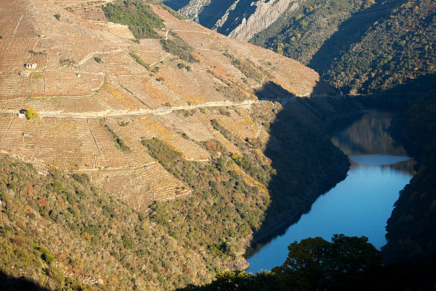 Vineyards in autumn Vineyards and landscape by river Sil gorge in autumn . avallon stock pictures, royalty-free photos & images