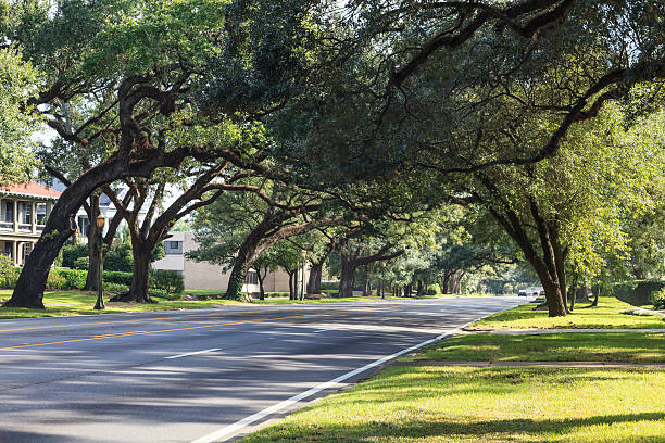istock Tree canopy over boulevard in Mobile, Alabama 454999137