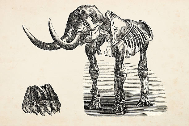 음각 of 멸종 코끼리 마스톤 메트로폴리스 1872 년 - paleobiology stock illustrations