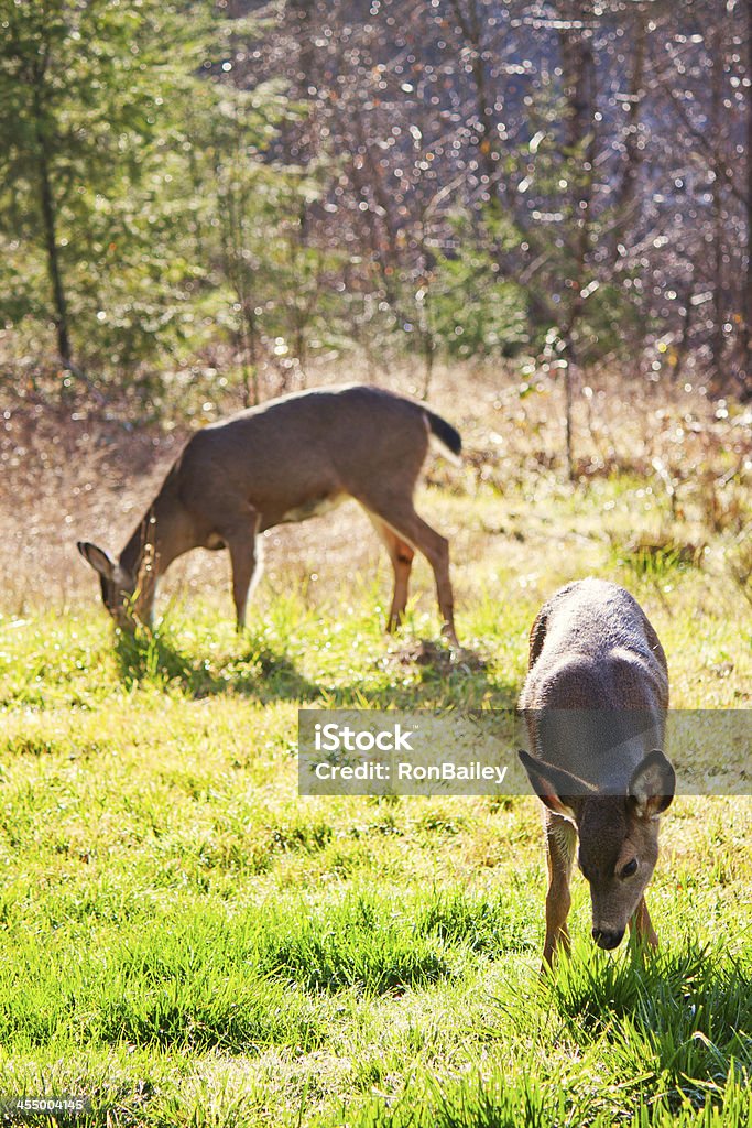 Cervo dalla coda nera: Cerbiatto e rossi - Foto stock royalty-free di Cervo mulo