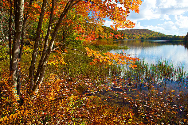 Autumn along a lake shore in the Monongahela National Forest.