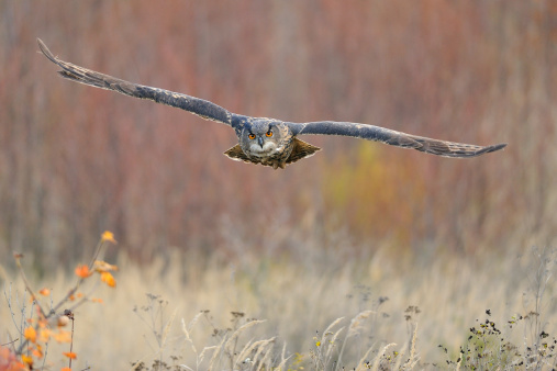 Flying Eurasian Eagle-Owl upon autumn land with branches in background