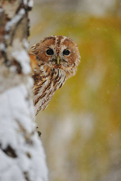istock Courious tawny owl 455006247
