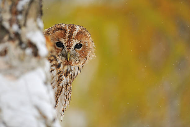 istock Courious tawny owl 455006251
