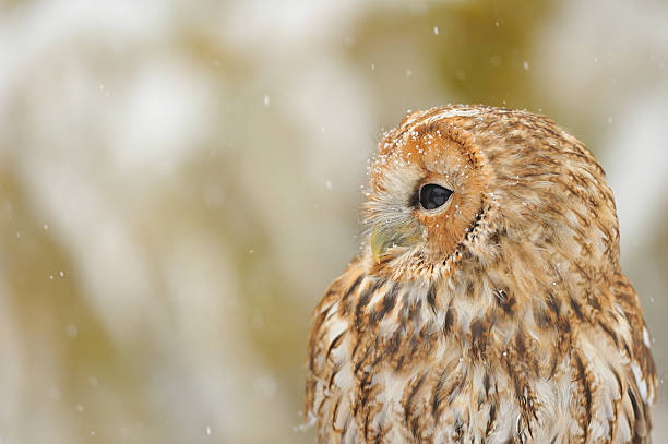 istock Tawny owl portrait 455006257