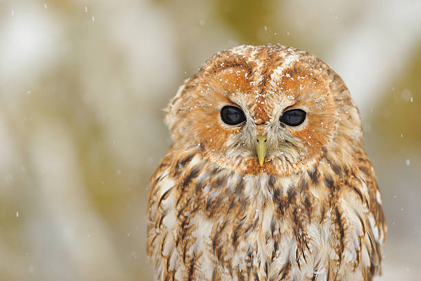 istock Tawny owl portrait 455006265