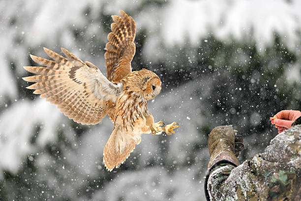 Landing tawny owl on glove stock photo