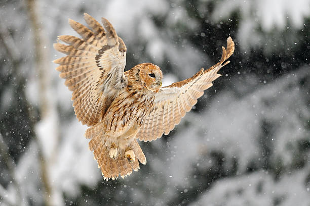 istock Landing tawny owl 455006315