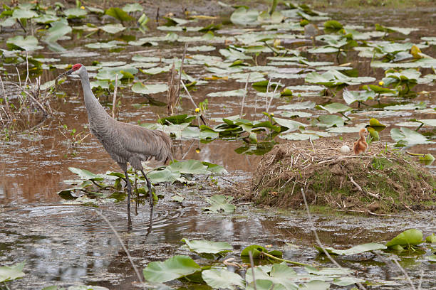 Chick et feuilles de Sandhill Crane Nest - Photo