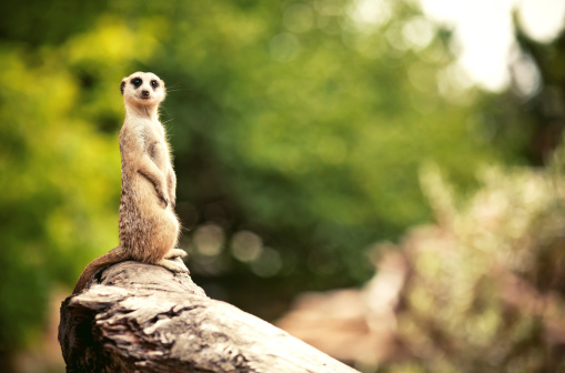 Close up color image depicting meerkats standing to attention in captivity. Room for copy space.