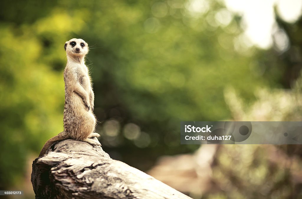 Meerkat (Surikate) Meerkat Stock Photo