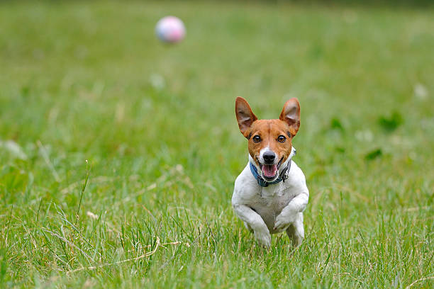 cane corsa per una palla - retrieval foto e immagini stock