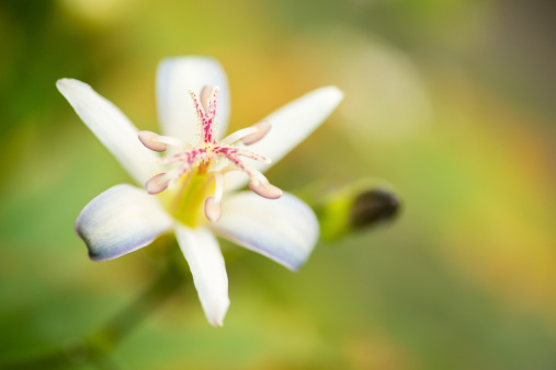 A macro capture of a blooming toad lily in a summer garden with shallow focus on the centre stamen.
