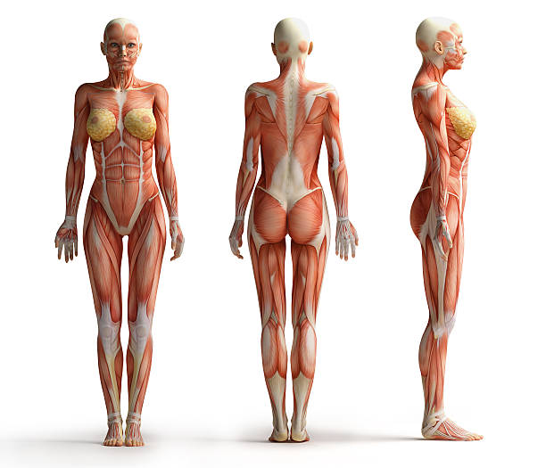 여성 해부 구조 보기 - strength skinless muscular build human muscle 뉴스 사진 이미지