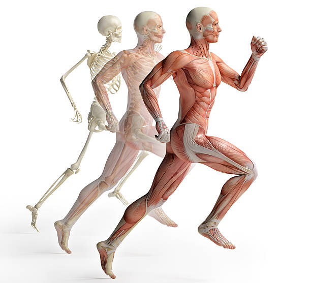 männliche anatomie running - menschliches skelett stock-fotos und bilder