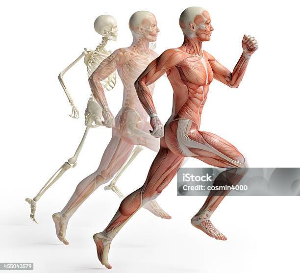 Männliche Anatomie Running Stockfoto und mehr Bilder von Muskulös - Muskulös, Menschliches Skelett, Ordnung