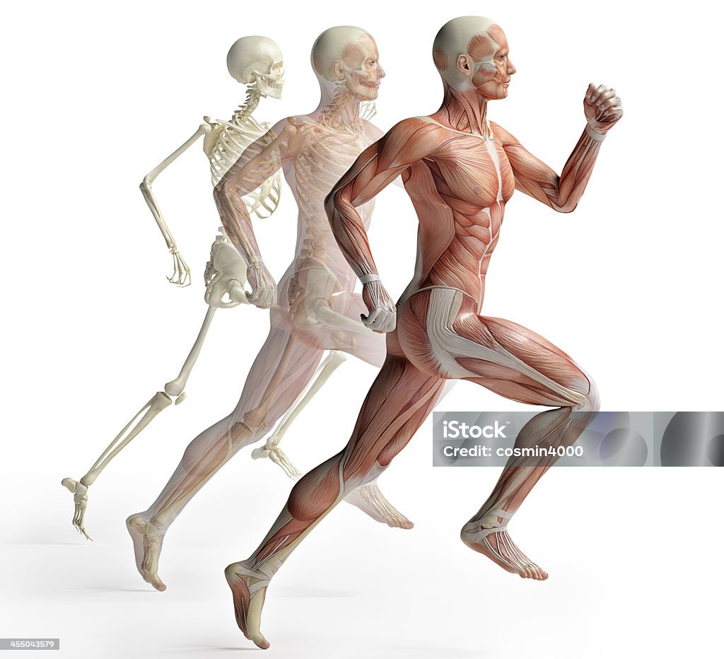 Masculino anatomia corrida - Foto de stock de Musculoso royalty-free