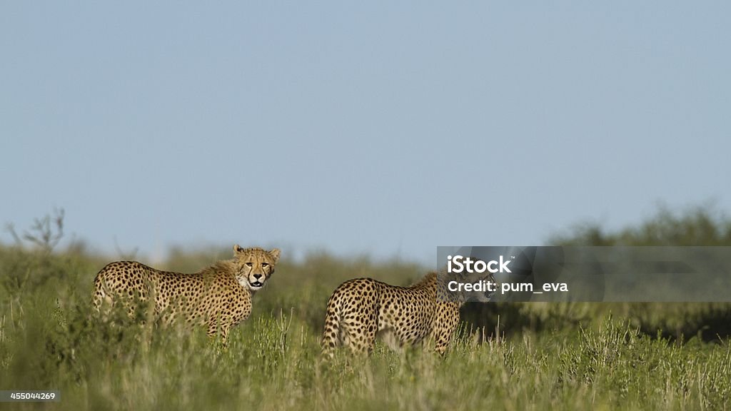 Gepard, Acinonyx jubatus, ghepardo - Foto stock royalty-free di Africa
