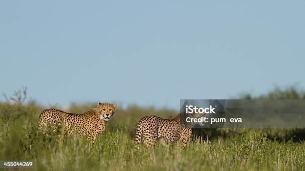 Gepard Acinonyx Jubatus 치타 0명에 대한 스톡 사진 및 기타 이미지 - 0명, 경관, 나미비아