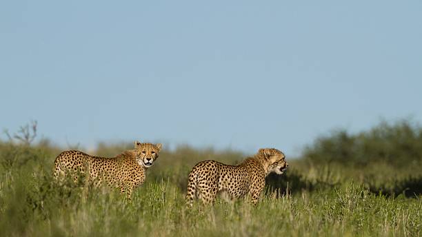 istock Gepard,  Acinonyx  jubatus,  Cheetah 455044269