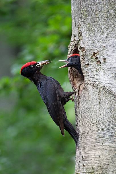 istock A black woodpecker feeding young in a tree hole 455045333