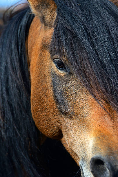 istock Carpathian horse on the farm 455045905